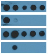 RE | N-terminal arginylation in the group Antibodies Plant/Algal / DNA/RNA/Cell Cycle / Translation at Agrisera AB (Antibodies for research) (AS15 3050)